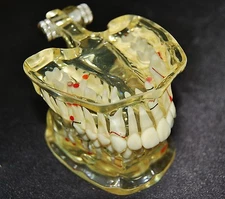 NIB Dental Demonstration Teeth Model Dentist Education & Sales -#1331 Model 2