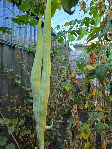 Snake Bean, Borboti (বরবটি) Yardlong Bean, Chinese Long Bean High Yield 7 Seeds - Picture 4 of 8