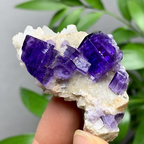 36G Natural transparent purple cubic fluorite mineral sample Inner Mongolia