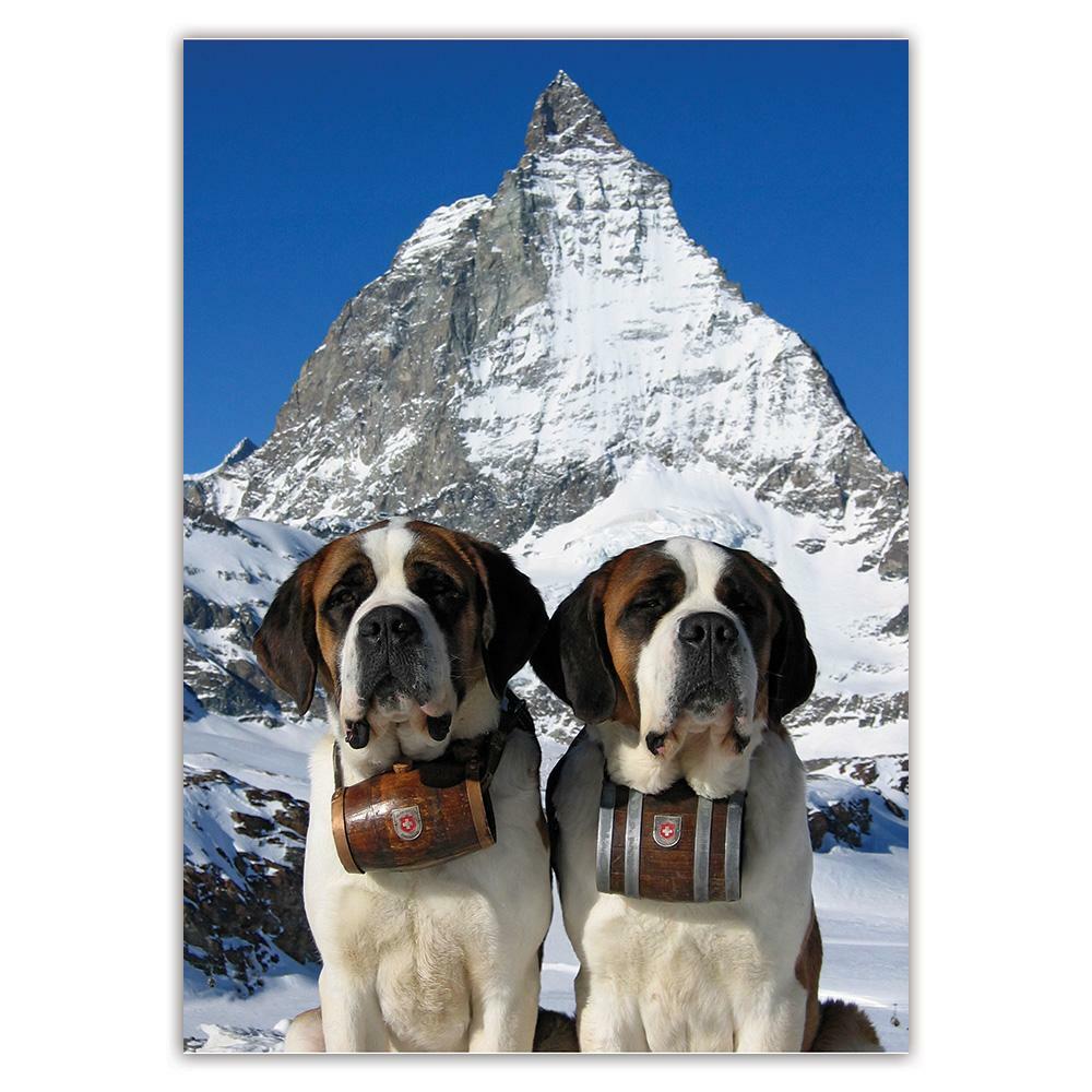 Snow Saint Bernard Dog Big Snow Dog Breeds 2+ Thousand Large Breed
