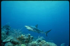 634012 Blacktip Sharks Are Found On Deeper Offshore Reefs A4 Photo Print