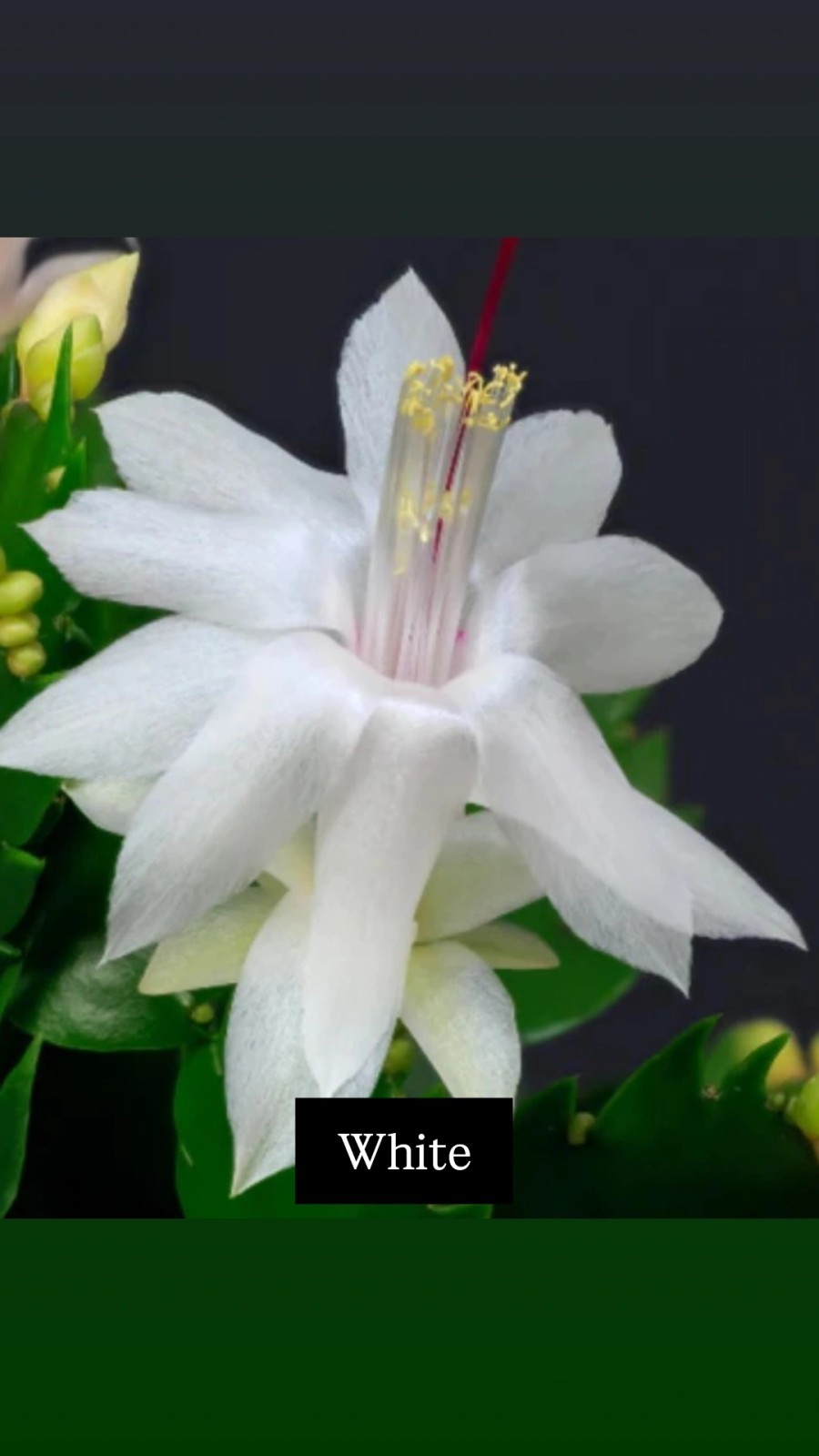 5 CUTTINGS From 5  Different Color NO Roots Thanksgiving/ChristmasCactus Labeled