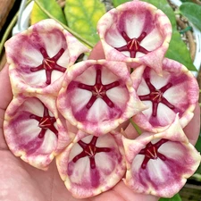 Hoya Archboldiana White Fully Rooted Grown In 3.5" pot - SO HEALTHY!