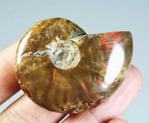 Natural Rainbow ! Ammonite Fossil Quartz Crystal Mineral Specimen Madagascar