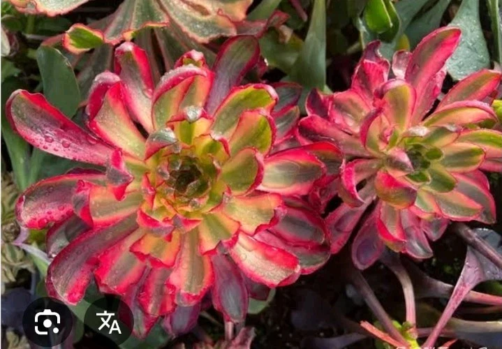 Aeonium Wudoo Variegated Rooted about 6cm with 7cm stem , rare Succulent plant
Opens in a new window