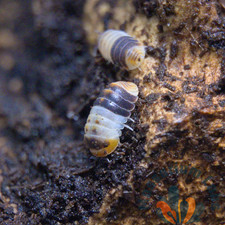 10 Cubaris Sp. White Shark Dwarf Isopods Bioactive Clean Up Crew Live Guarantee