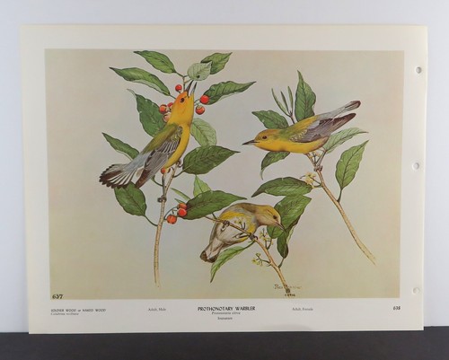 Rex Brasher Bird Print, Prothonotary Warbler Swamp Canary, 16x12 in. - Picture 2 of 3