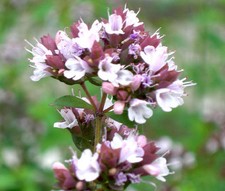OREGANO ITALIAN Origanum Vulgare - 1,000 Bulk Seeds