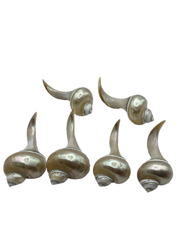 Six Seashell Chopstick Rests Moonlight Conch Heavy Spoon Fork Cutlery Holders - Picture 6 of 8