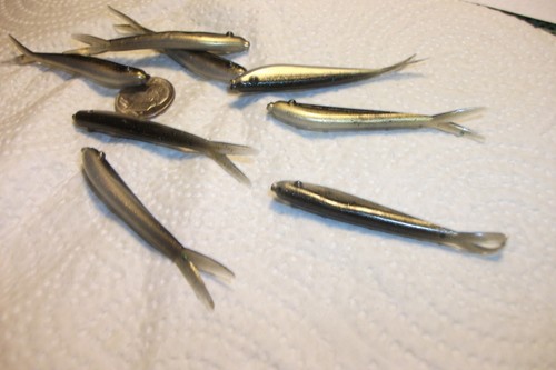 70-2 1/4"-CRAPPIE-BASS-SOFT MINNOWS-drop shot-JIG-GRUBS-split tails-flukes-scent - Picture 5 of 9