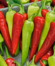 50+Sweet Banana Pepper Seeds (Capsicum annuum)Heirloom Non-GMO Fresh USA