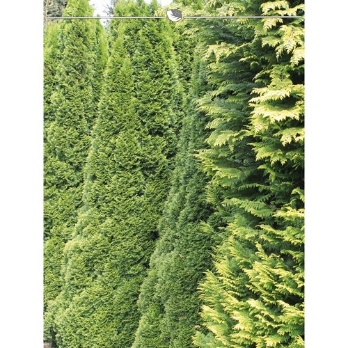 Lebensbaum Smaragd 160-180 cm. 5 Heckenpflanzen. Immergrüner Sichtschutz Zaun