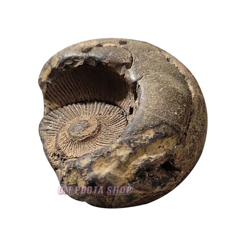 Hanuman Surya Shaligram Stone Shila 100% Real Original Saligram Ompoojashop - Picture 3 of 5