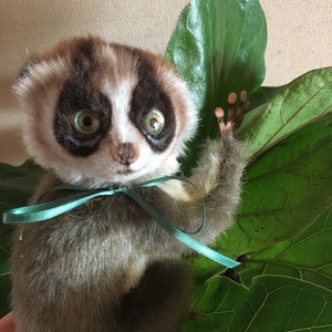 miss oh/Stofftier realistic #7043 Slow Loris/17cm.H Stuffed Plush Soft Toy 8809058384566 | eBay