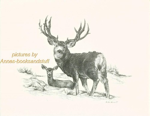 #149 MULE DEER * wildlife  art print *  pen & ink drawing by Jan Jellins - Picture 1 of 9