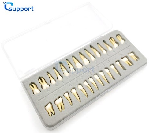 28 denti permanenti in resina studio denti modello discreto con simulazione radice - Foto 9 di 9