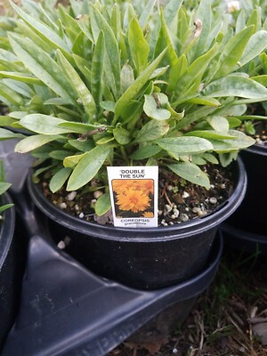 dracaena ikea Havana Tropical pot main image 0