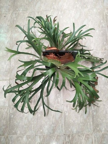 18 esporas tipo de helecho de cuerno de ciervo Platycerium híbrido de plantas silvestres - Imagen 8 de 12