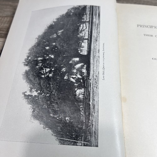 Die wichtigsten Holzarten: Ihre charakteristischen Eigenschaften von Charles Henry - Bild 5 von 7