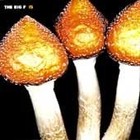 Big F - Is - Cd - *Brand New/Still Sealed*