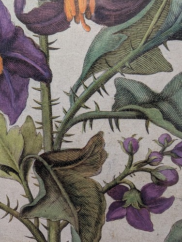 Soicher Marin,Nederlandsch Bloemwerk Botanical Prints, Solanicum - Picture 22 of 24