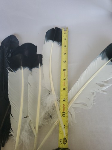 10 Pieces - Black & White Feathers Dipped Eagle Turkey Tom Rounds Wing Crafts - Picture 10 of 11