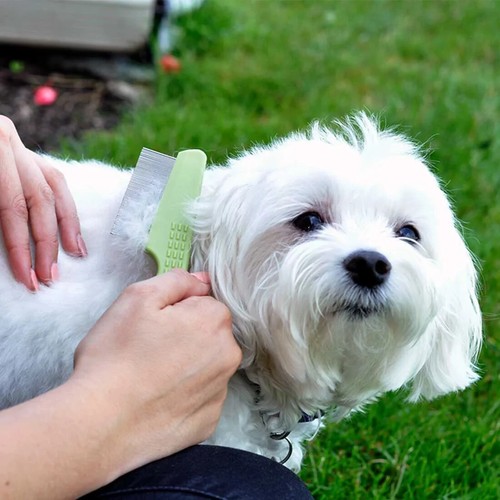 Coastal Safari Flea Comb for Short Hair Dog, 6.25" L x 1.5" W - Picture 2 of 8