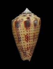 SEASHELL - Conasprella perplexa - 17.3MM, ECUADOR.