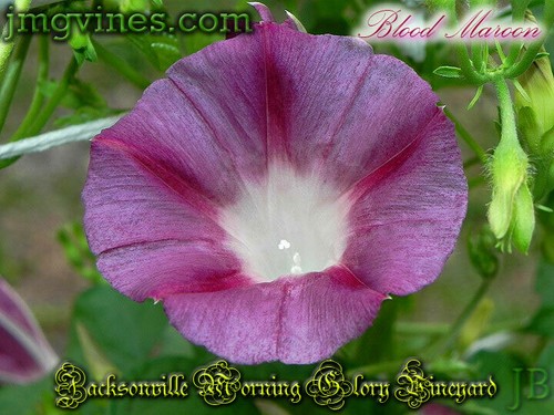 Blood Maroon Ipomoea Purpurea Morning Glory 10 Qty - Picture 4 of 6