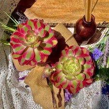 ​Echeveria 'Pink Witch Succulent Plants,  4" Green Imported