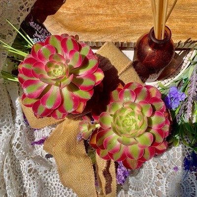 Echeveria 'Pink Witch Succulent Plants, 4" Green Imported | eBay