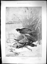 Old India Snow Pindiri Glacier Athens Floods Ilissus 1896 Birds PreyVictorian