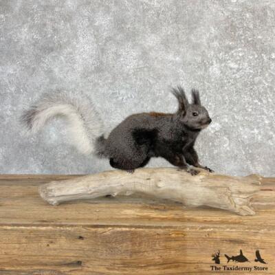 squrrel 27105 WC* | Kaibab Squirrel Life-Size Taxidermy Mount For
