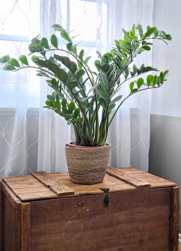 Blumentopf Pflanztopf Pflanzkorb Korb Übertopf Seegras braun rund Groß Ø 25 cm - Bild 2 von 6