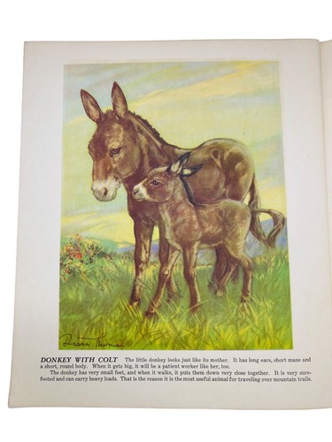 “BABY ANIMALS” PAINTING & STORIES, BOOK BY DIANA THORNE, SAALFIELD PUB. CO. 1932 - Picture 13 of 17