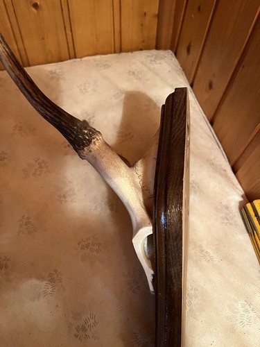 SCHÄDELECHTE HIRSCH SPIESSER ca 40 Cm Ges. - Bild 2 von 4