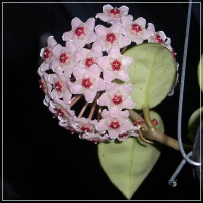  Hoya Carnosa (Pink) Plant 4'' Pot Random+Phytosanitary Certificate 