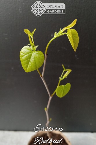 Eastern Redbud Tree - Cercis canadensis - 10 to 12 inches - Spring Bloom - Picture 2 of 24