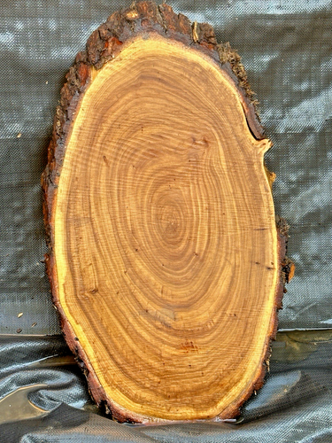 E401 Olmo Siberiano Fetta Targa Trofeo Montaggio 26x15x1 Secco 8%mc - Foto 1 di 2