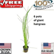 6 Pots of Giant Hairgrass plants Easy Aquarium aquascaping planted tank light