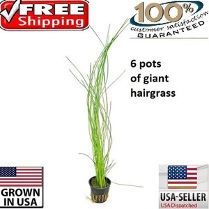 6 pots of giant hairgrass plants easy aquarium aquascaping planted