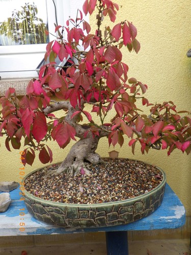 BONSAI-alter japanischer Spindelstrauch Euonymus sieboldi 32 Jahre alt Früchte
