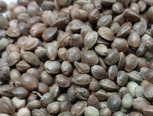 Pure Hemp Seed 1.9kg Carp Fishing Particle Tench Bream - Picture 2 of 3