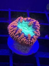 Live Coral Blastomussa Wellsi 1 Polyp