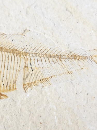 Diplomystus dentatus Fossil Fish - Split Fish Layer - Green River Fm. - WY - Picture 6 of 11