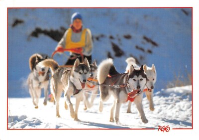 Cpm Sled Dog (121177) UK