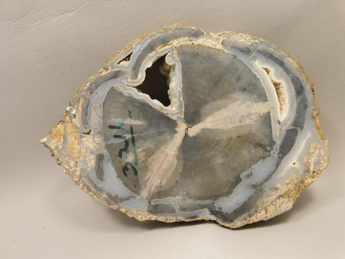 Eden Valley Petrified Wood Blue Forest Wyoming Polished Round #O10 - Picture 7 of 7