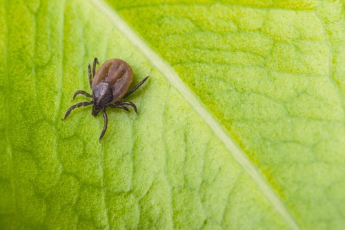TEMPRID SC75 Insecticide 1L & 5L Pest Control Indoor & Outdoor Kills Roache - Picture 8 of 14