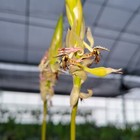 Bulbophyllum schinzianum very rare and wild orchid species nice robust seedlings