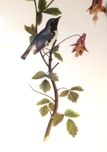 Curruca Audubon Bird negra garganta azul 9x12 Loc F - Imagen 3 de 5
